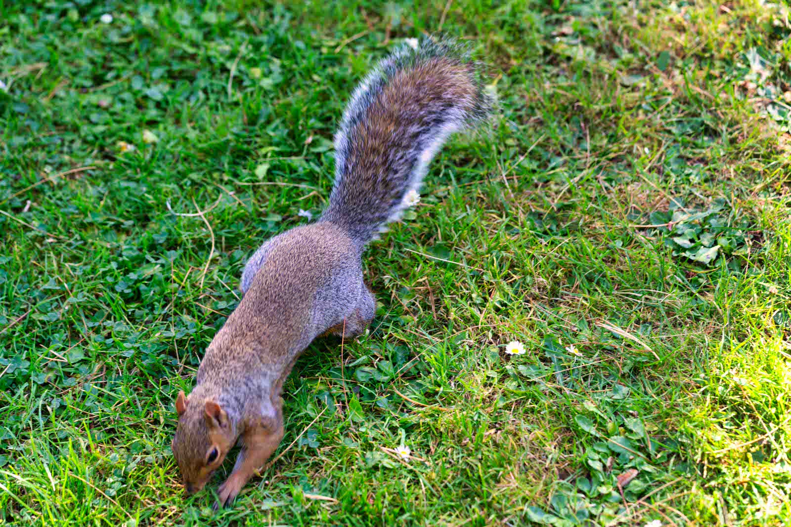  GREY SQUIRREL 