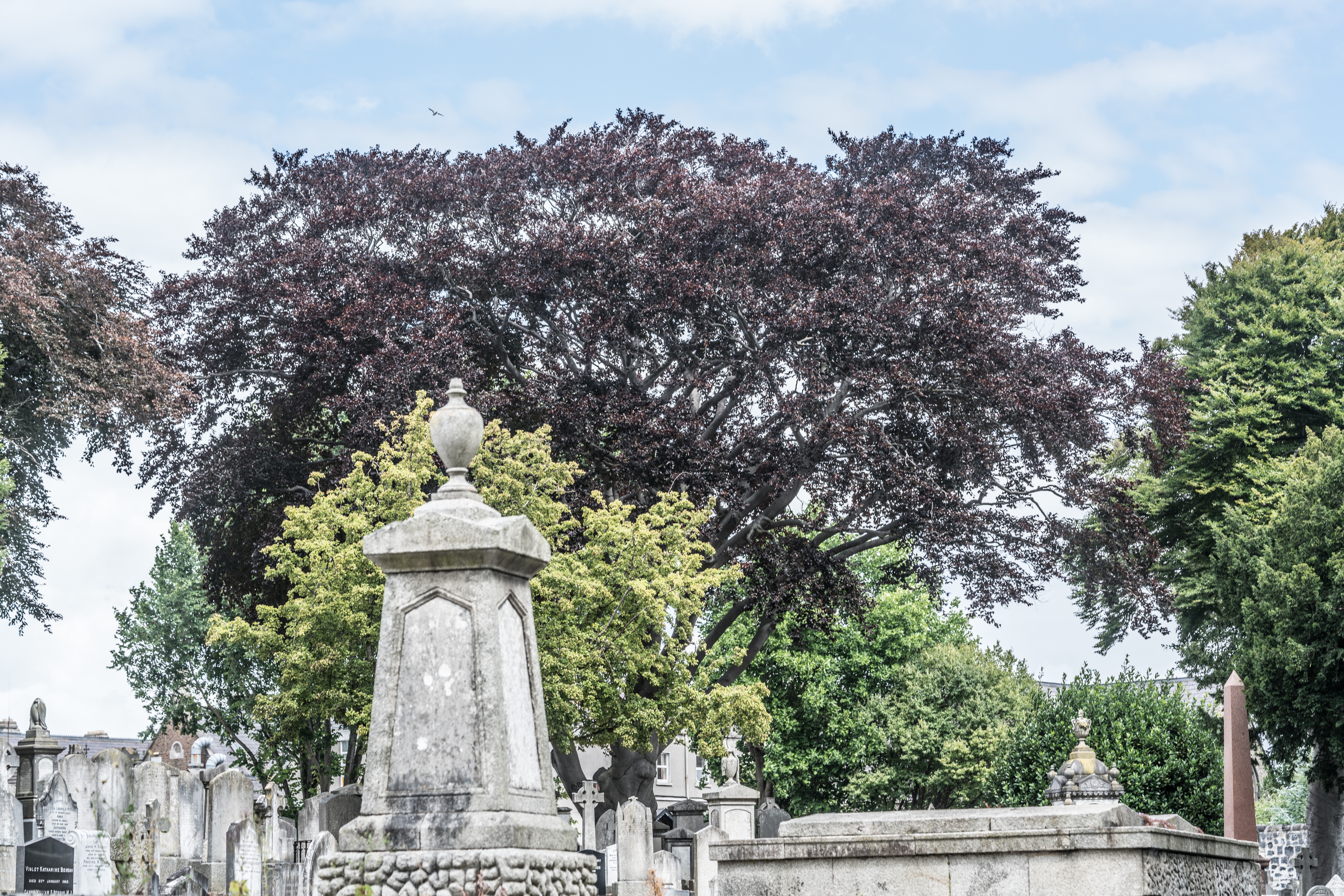  Mount Jerome Cemetery - August 2017 011 