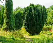 THE ROCK GARDEN WITHIN THE JUNIOR GARDEN [MAYNOOTH COLLEGE CAMPUS]-237740-1