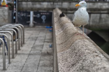  I BELIEVE THAT THIS IS A HERRING GULL 