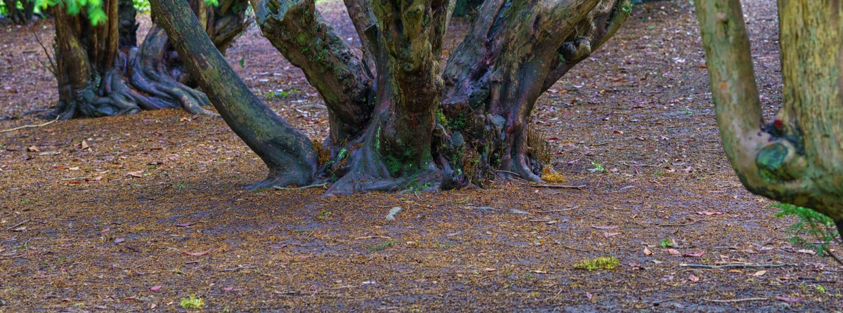 DISTORTED TREE TRUNKS IN THE BOTANIC GARDENS  017