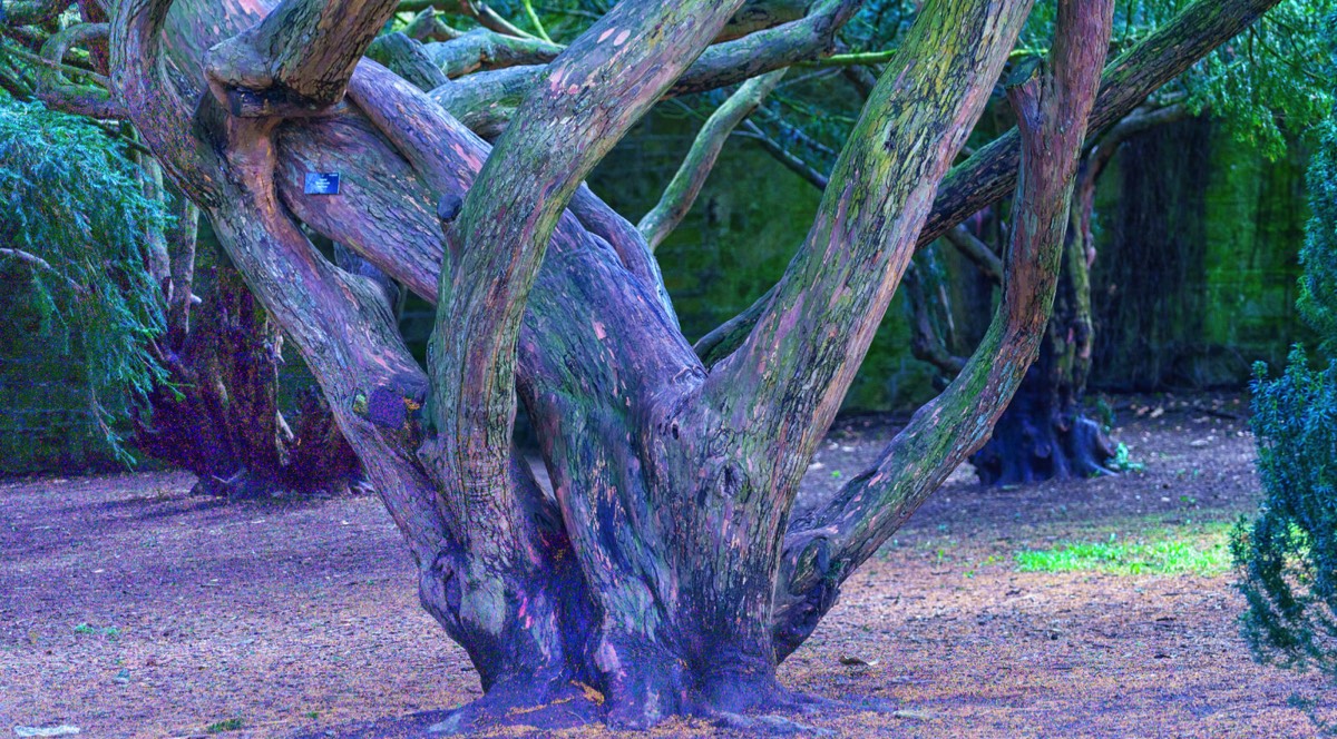 DISTORTED TREE TRUNKS IN THE BOTANIC GARDENS  020