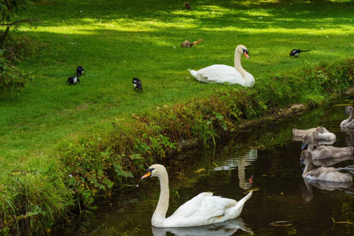 THE SWAN FAMILY 007