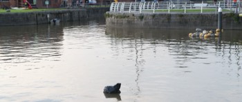 LIMERICK ON THE RIVER SHANNON [2017]