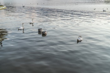 LIMERICK ON THE RIVER SHANNON [2017]