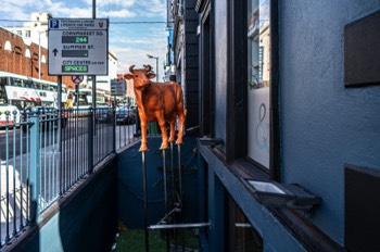 AN ORANGE COW